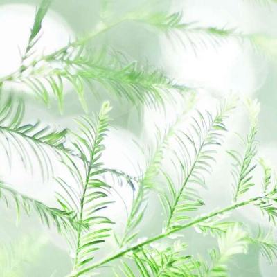 飞火微游戏客户端下载